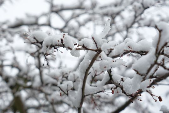 冬季树枝上的积雪