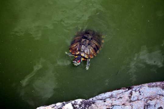 池塘乌龟图片