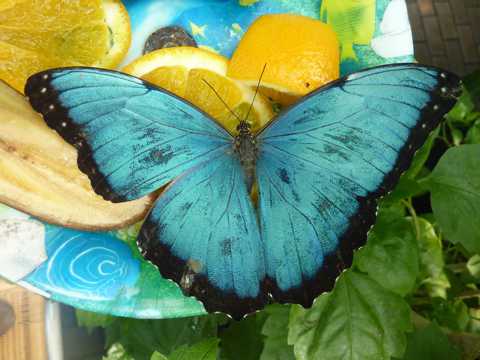 唯美的蓝蝴蝶