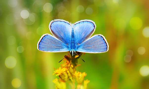 蓝色蝴蝶拍照图片