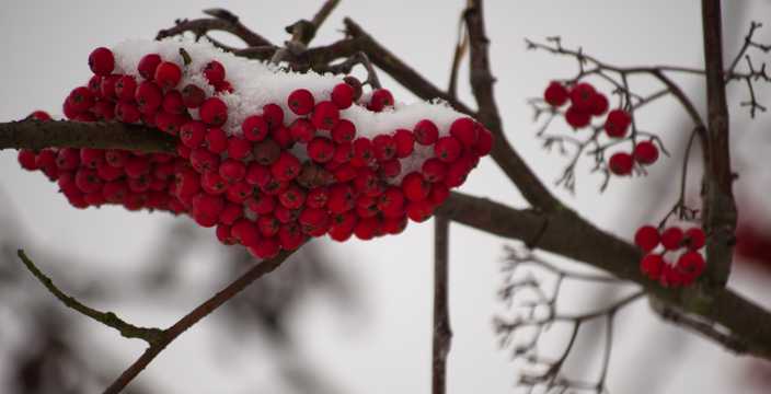 冬日红浆果图片