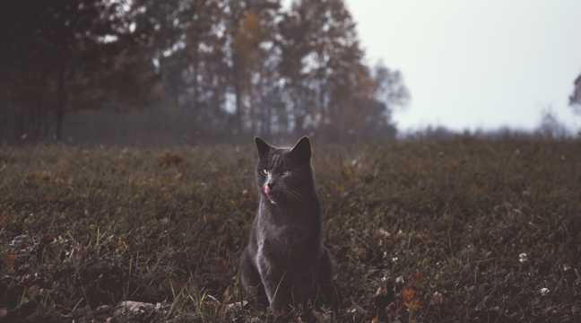 冷酷典雅黑猫图片