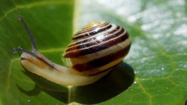 小蜗牛高清照相图片