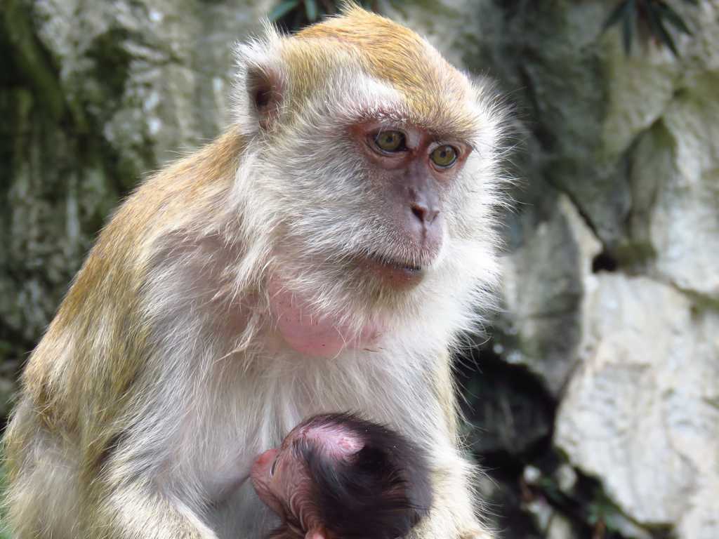 母猴哺图片