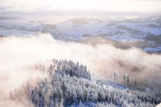 冬天丛林雪景图片