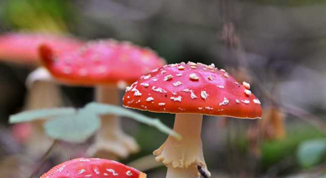 飞木耳蘑菇照相图片