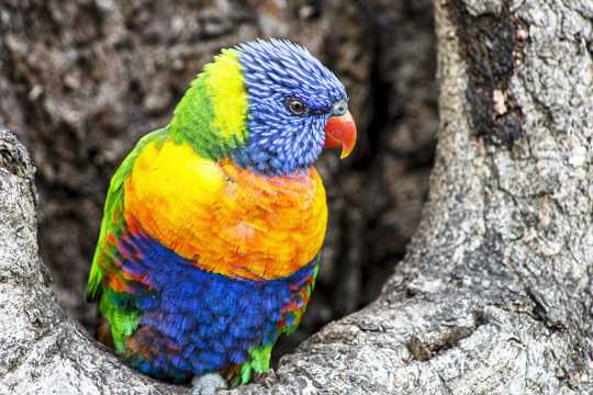 好看澳洲彩虹鹦鹉图片