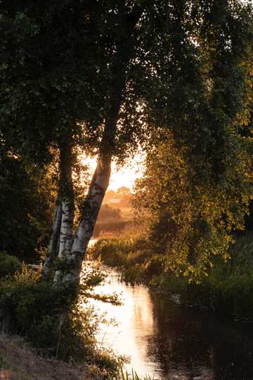残阳余晖森林景象图片