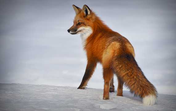 雪地上的赤狐