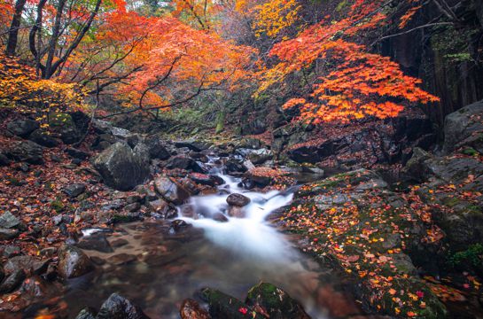秋日树林小溪风光图片
