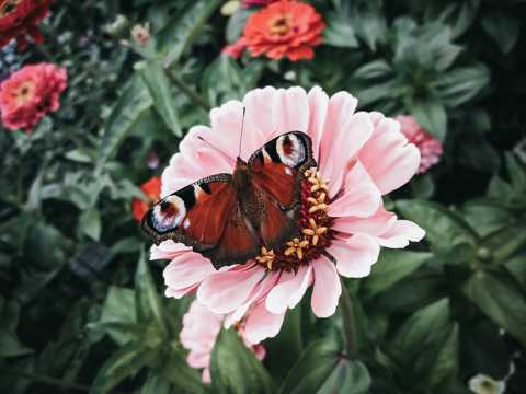 花朵上的蝴蝶