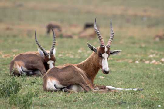 野生动物羚羊图片