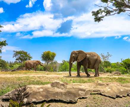 非洲野生大象照相素材