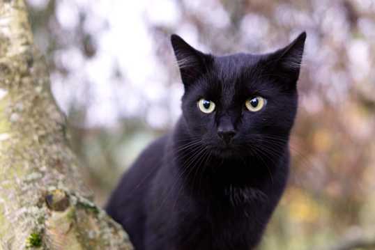 小黑猫拍摄图片