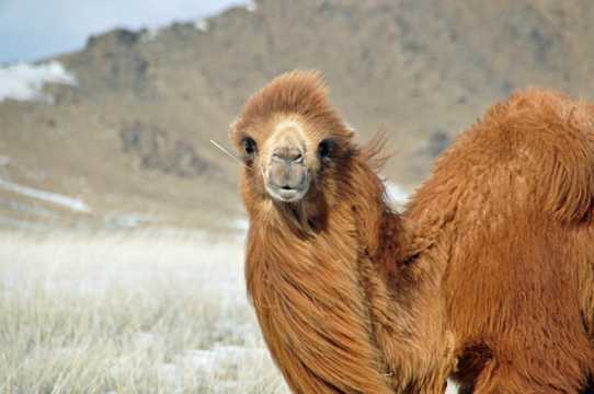 棕色大漠骆驼图片