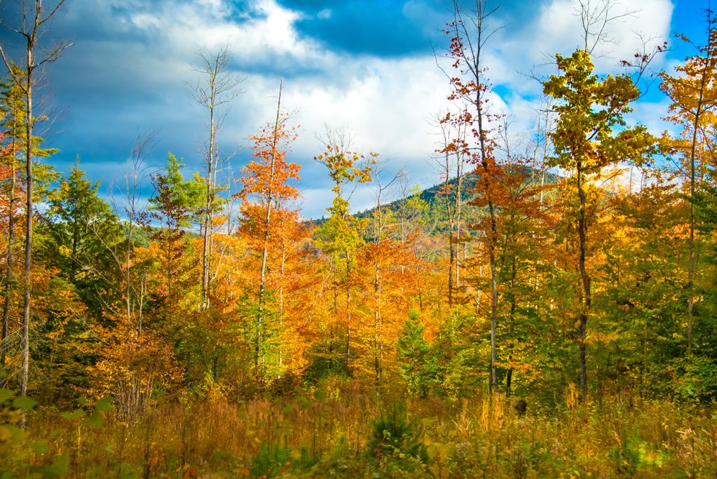 秋季黄树叶景色图片