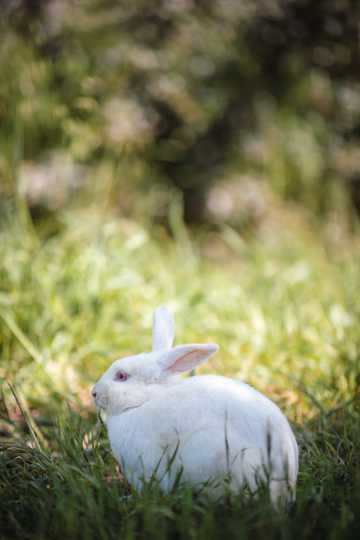 可人的小白兔