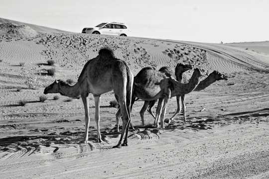 大漠骆驼黑白拍照图