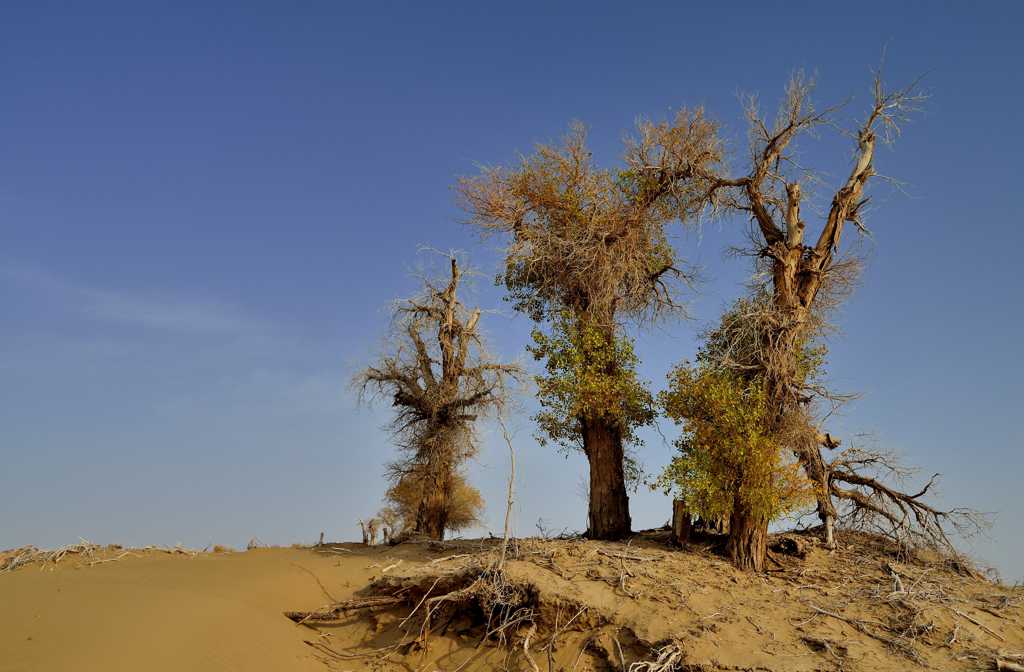 沙漠的胡杨树