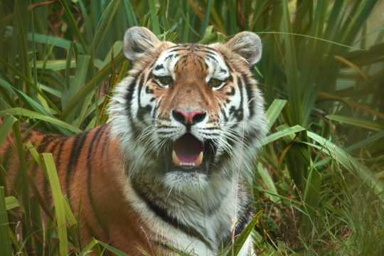 草丛中的大老虎图片