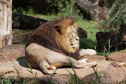 动物园里的雄狮
