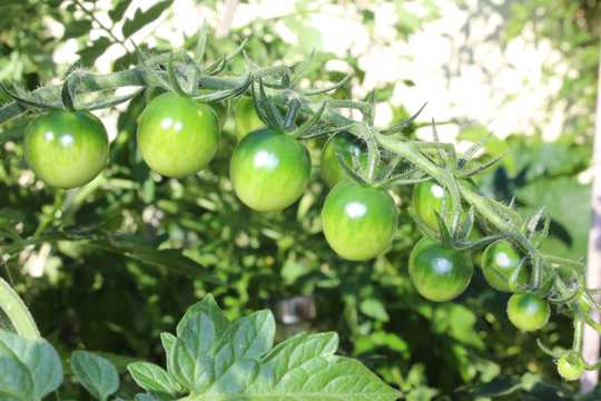绿色番茄拍照图片