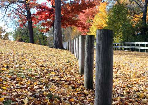 秋季公园景象图片