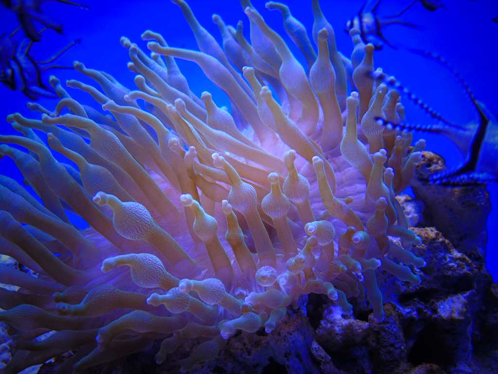 海底世界里的海葵