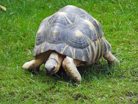 草地上的辐射陆龟