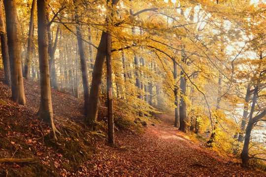 秋季金黄树林树木图片