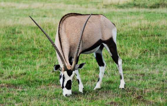 非洲原野上的羚羊图片