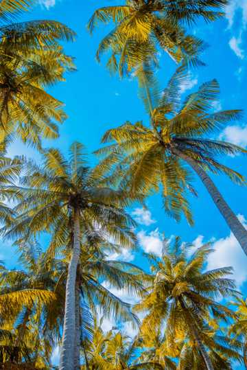 巍峨椰子树高清照相图
