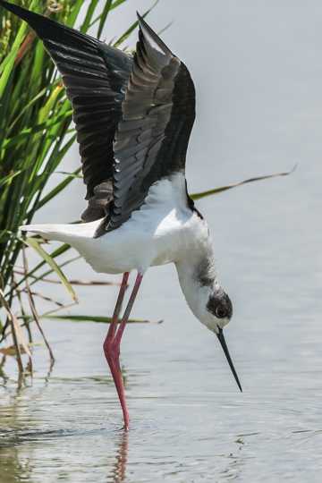 黑颈长脚鹬鸟类图片