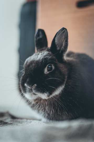 黑色的可爱兔子