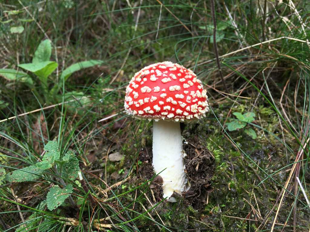 草原红色毒蘑菇图片