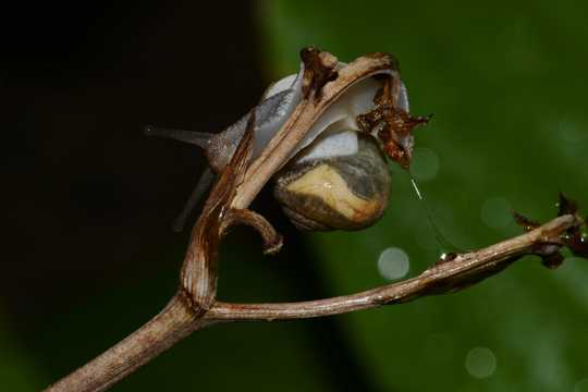 枝头上的扁蜗牛
