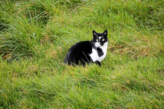 草坪家养猫咪图片