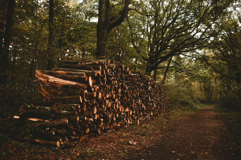 砍伐的木头