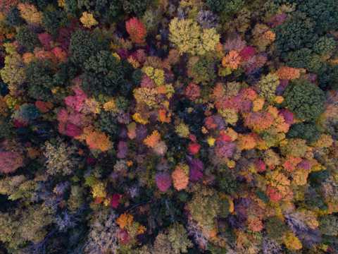 秋日的树林图片