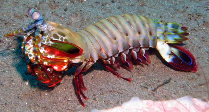 水生动物皮皮虾图片