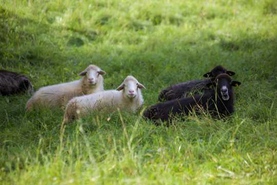 草场绵羊吃草图片