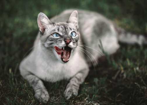 草地上的亚洲猫