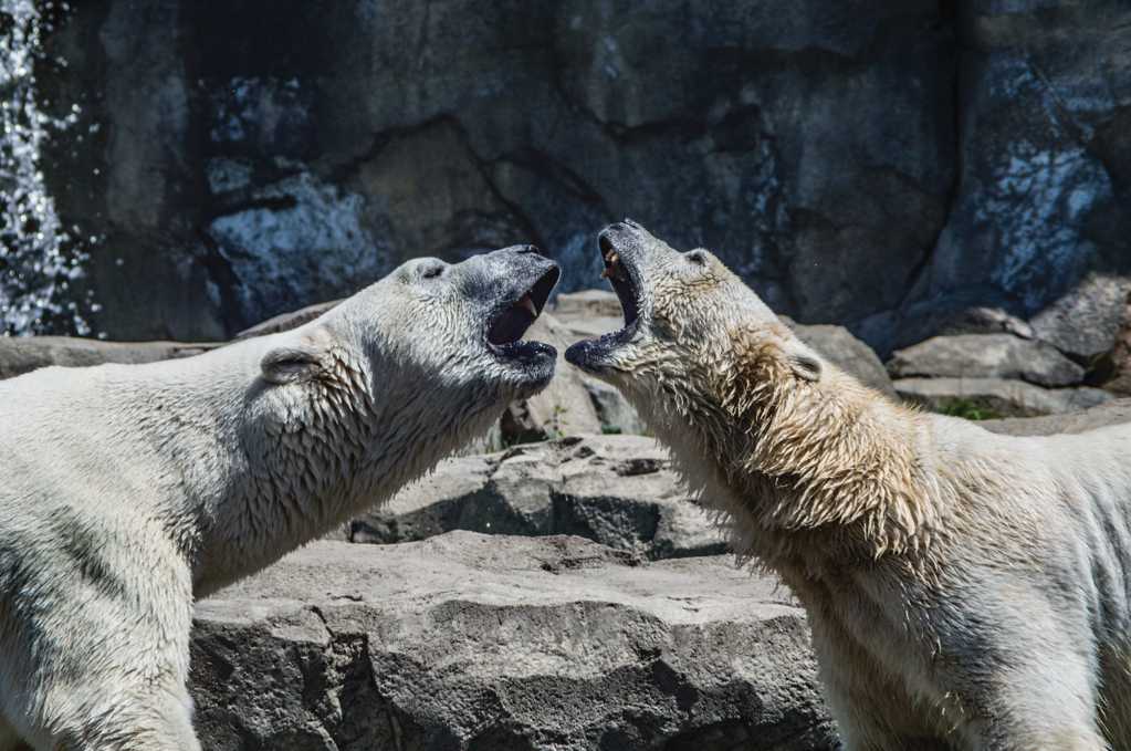野生动物北极熊图片
