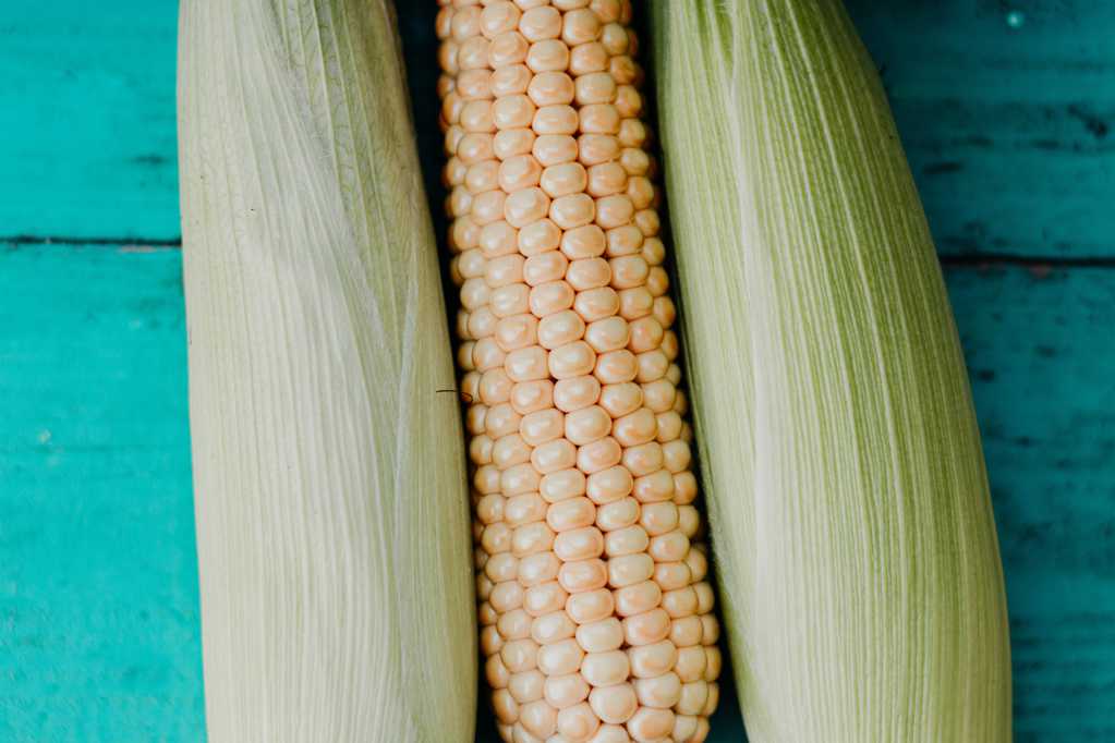 丰腴圆润的玉米图片