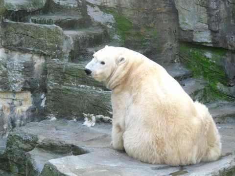 可人毛茸茸的白色北极熊图片