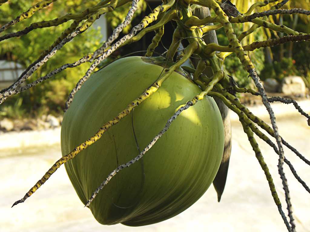 树上的绿椰子图片