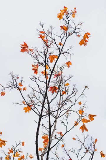 秋日树木唯美境界图片