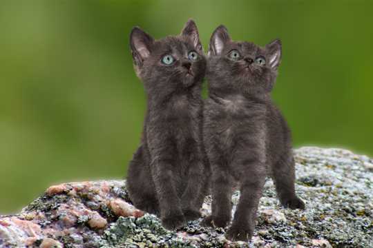 两只黑色小小猫图片