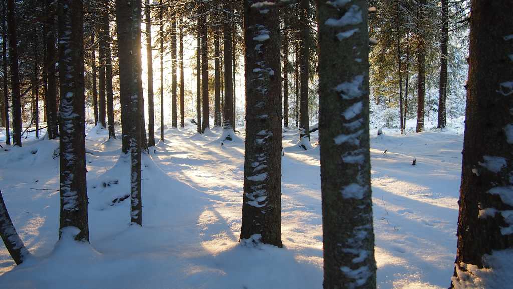 冬季树林雪地图片