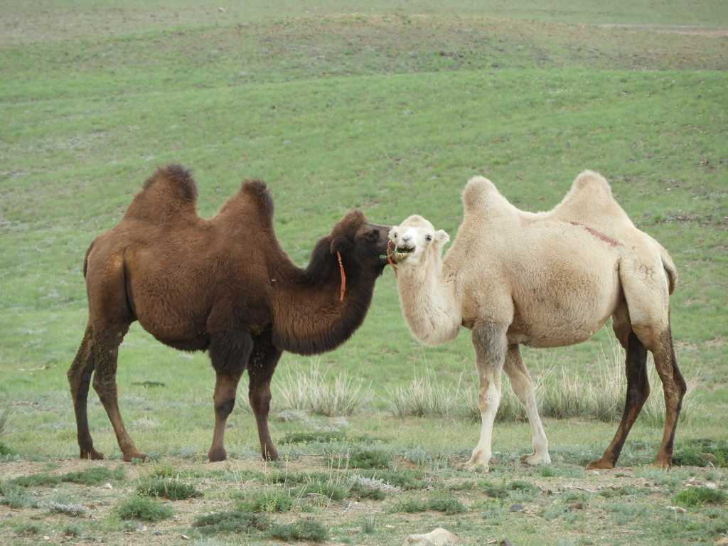 草原上的两只骆驼